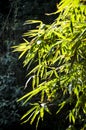 Bamboo cane green in the summer. Flora, bambusoideae. Royalty Free Stock Photo