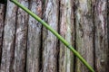 bamboo cane on rough wooden planks background Royalty Free Stock Photo