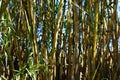 background, bamboo canes Royalty Free Stock Photo