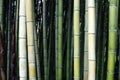 bamboo canes Royalty Free Stock Photo
