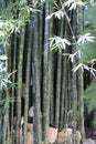 Bamboo Canes