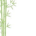 Bamboo card background template. Bamboos or bambusa plant backdrop. Space for text. Bambos green leaves and stalk. Decorative flat