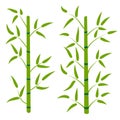 Cartoon bamboo forest. Tropical floral element for design.