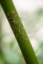 Bamboo Carved With Hearts and Initials