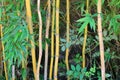 Bamboo Royalty Free Stock Photo
