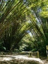 Bamboo Cathedral, Chaguaramas, Trinidad and Tobago