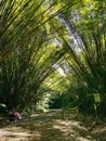 Bamboo Cathedral, Chaguaramas, Trinidad and Tobago