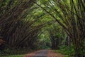 Bamboo Cathedral, Chaguaramas, Trinidad and Tobago