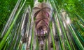 Bamboo cathedral concept, choir of the nature