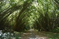 Bamboo Cathedral, Trinidad and Tobago