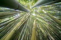 The Bamboo Cevennes, Occitanie, France