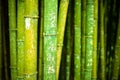 Bamboo With Chinese Characters Royalty Free Stock Photo