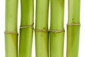 Bamboo Close-up