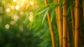 bamboo close up background with bokeh lights, large copyspace area, offcenter composition