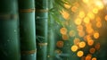 bamboo close up background with bokeh lights, large copyspace area, offcenter composition