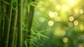 bamboo close up background with bokeh lights, large copyspace area, offcenter composition