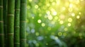 bamboo close up background with bokeh lights, large copyspace area, offcenter composition