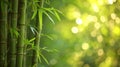 bamboo close up background with bokeh lights, large copyspace area, offcenter composition