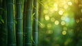 bamboo close up background with bokeh lights, large copyspace area, offcenter composition