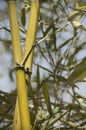 Bamboo close up