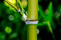 Bamboo close up