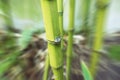 Bamboo Close Up With Zoom Burst High Quality