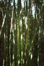 Bamboo closeup dense bush