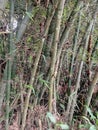 bamboo clump full of branches genus bambusa Royalty Free Stock Photo