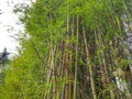 Bamboo clump Royalty Free Stock Photo