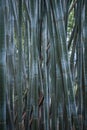 Bamboo Royalty Free Stock Photo