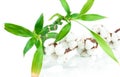 Bamboo and cotton twig plant Royalty Free Stock Photo