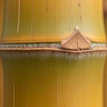 Of a bamboo culm, showcasing the distinctive node and internode Royalty Free Stock Photo