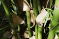 Bamboo clump seen from above
