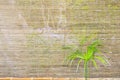 Bamboo curtain, nature view background, wooden jalousie