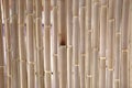 Bamboo cut in half and make a wall Royalty Free Stock Photo