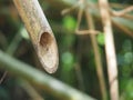 Bamboo cut Royalty Free Stock Photo