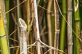 Bamboo cut Royalty Free Stock Photo