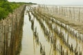 Bamboo dam and Mangrove farm