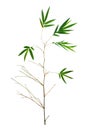 Bamboo dark green leaves on white background Royalty Free Stock Photo