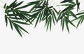 Bamboo dark green leaves on white background Royalty Free Stock Photo