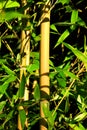 Bamboo detail Royalty Free Stock Photo