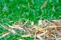 Bamboo dry leaf on the grass floor