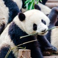 Panda Bear, Giant Panda, Chengdu, China, cute Panda in Chengdu Research Base of Giant Panda Breeding Royalty Free Stock Photo