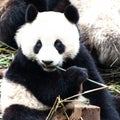 Panda Bear, Giant Panda, Chengdu, China, cute Panda in Chengdu Research Base of Giant Panda Breeding Royalty Free Stock Photo