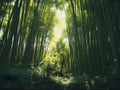 Bamboo is an economically valuable forest resource. Generative AI