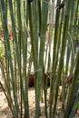 Bamboo, evergreen perenial flowering plant