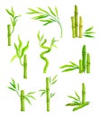 Bamboo Evergreen Plant with Hollow Stem and Green Foliage Vector Set