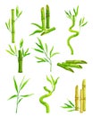 Bamboo Evergreen Plant with Hollow Stem and Green Foliage Vector Set