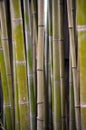 Bamboo