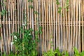 Bamboo fence Royalty Free Stock Photo